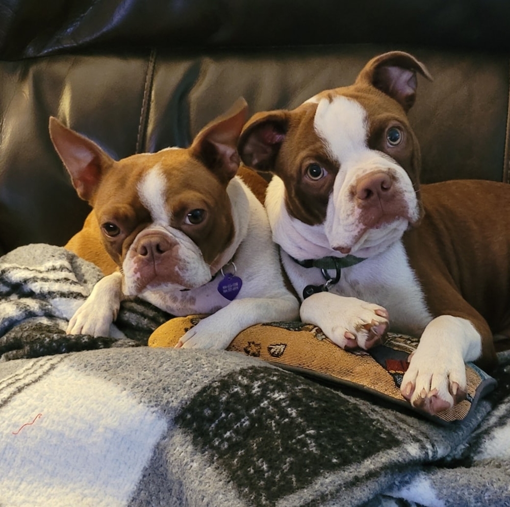 Meet your Posher, Bonnie